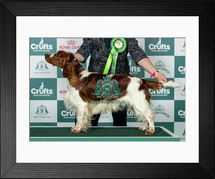 Framed Print : Spaniel (Welsh Springer) Best of Breed Crufts 2026 Framed Print : Spaniel (Welsh Springer) Best of Breed Crufts 2026