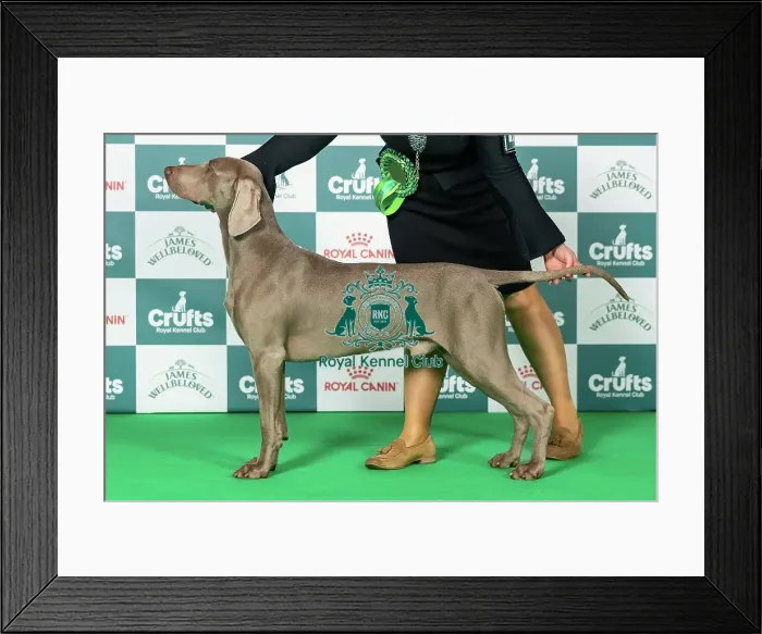 Framed Print : Weimaraner Best of Breed Crufts 2026 Framed Print : Weimaraner Best of Breed Crufts 2026