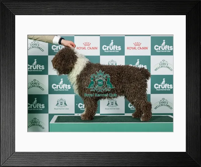Framed Print : Spanish Water Dog Best of Breed Crufts 2026 Framed Print : Spanish Water Dog Best of Breed Crufts 2026