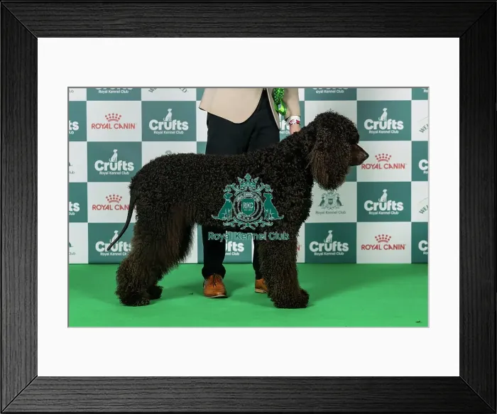 Framed Print : Spaniel (Irish Water) Best of Breed Crufts 2026 Framed Print : Spaniel (Irish Water) Best of Breed Crufts 2026
