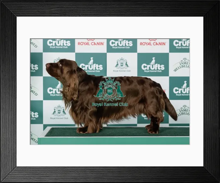 Framed Print : Spaniel (Sussex) Best of Breed Crufts 2026 Framed Print : Spaniel (Sussex) Best of Breed Crufts 2026