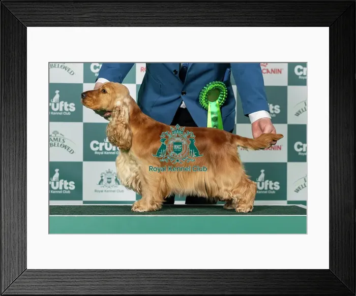Framed Print : Spaniel (Cocker) Best of Breed Crufts 2026 Framed Print : Spaniel (Cocker) Best of Breed Crufts 2026