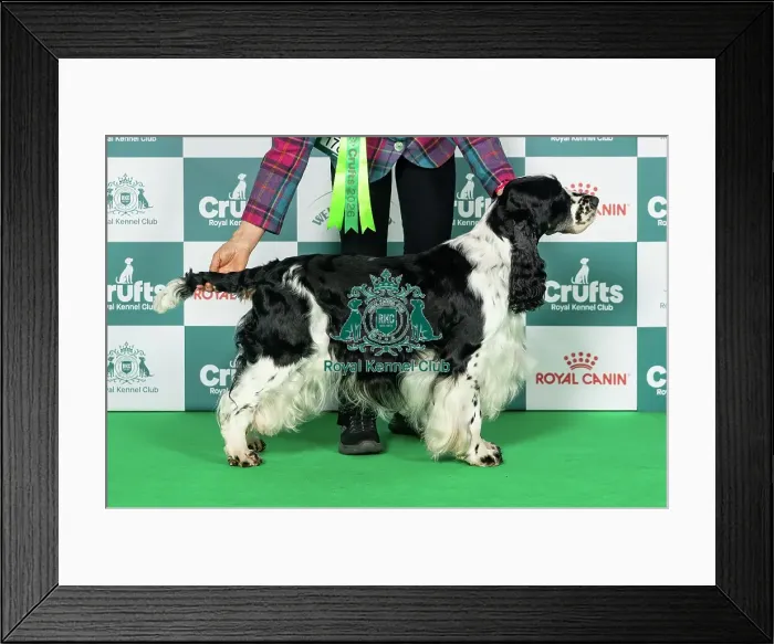 Framed Print : Spaniel (English Springer) Best of Breed Crufts 2026 Framed Print : Spaniel (English Springer) Best of Breed Crufts 2026