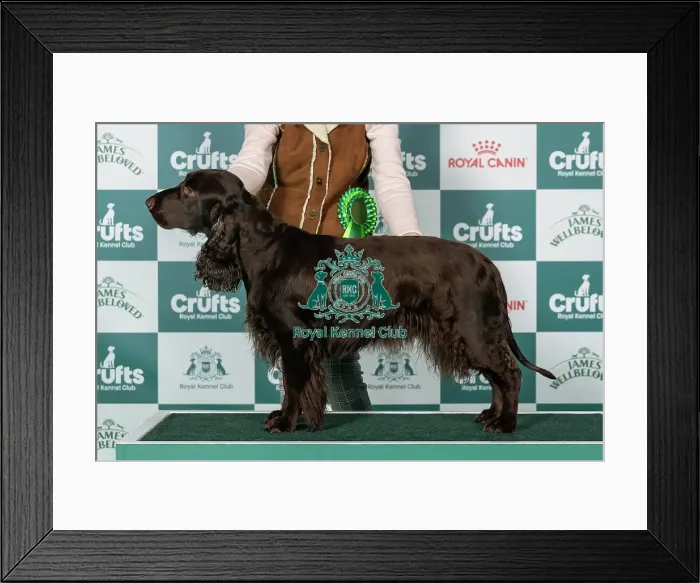 Framed Print : Spaniel (Field) Best of Breed Crufts 2026 Framed Print : Spaniel (Field) Best of Breed Crufts 2026