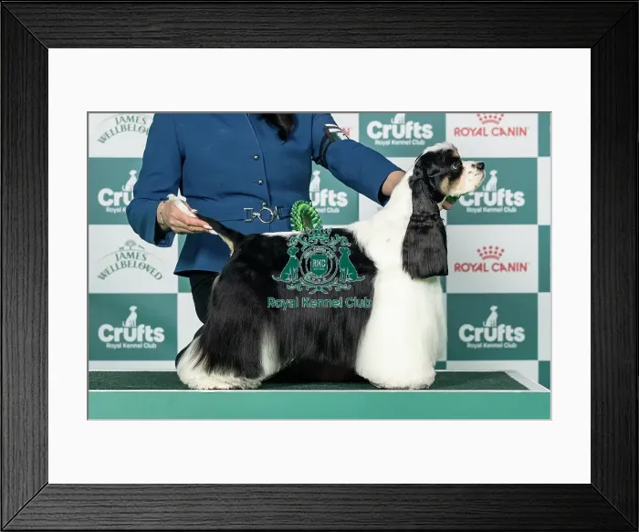 Framed Print : Spaniel (American Cocker) Best of Breed Crufts 2026 Framed Print : Spaniel (American Cocker) Best of Breed Crufts 2026