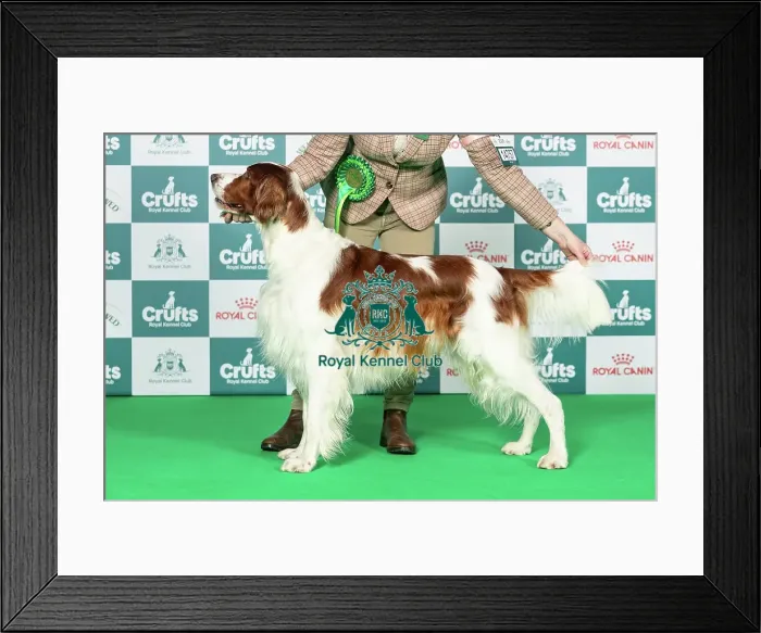 Framed Print : Irish Red and White Setter Best of Breed Crufts 2026 Framed Print : Irish Red and White Setter Best of Breed Crufts 2026
