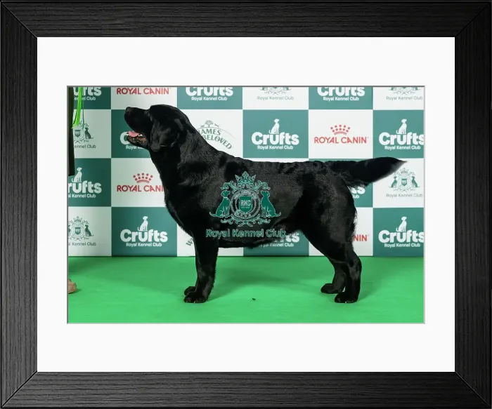 Framed Print : Retriever (Labrador) Best of Breed Crufts 2026 Framed Print : Retriever (Labrador) Best of Breed Crufts 2026
