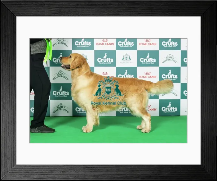 Framed Print : Retriever (Golden) Best of Breed Crufts 2026 Framed Print : Retriever (Golden) Best of Breed Crufts 2026