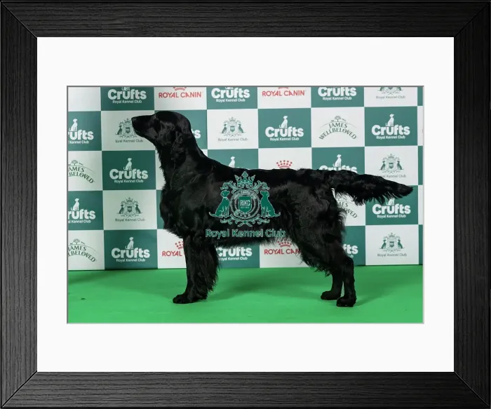 Framed Print : Retriever (Flat Coated) Best of Breed Crufts 2026