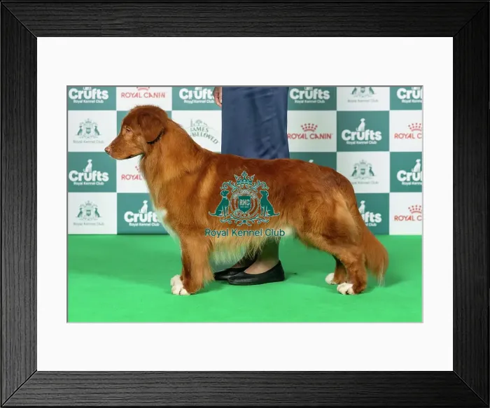 Framed Print : Retriever (Nova Scotia Duck Tolling) Best of Breed Crufts 2026 Framed Print : Retriever (Nova Scotia Duck Tolling) Best of Breed Crufts 2026