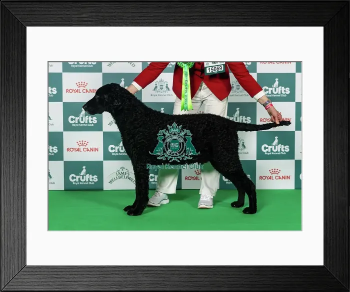 Framed Print : Retriever (Curly Coated) Best of Breed Crufts 2026