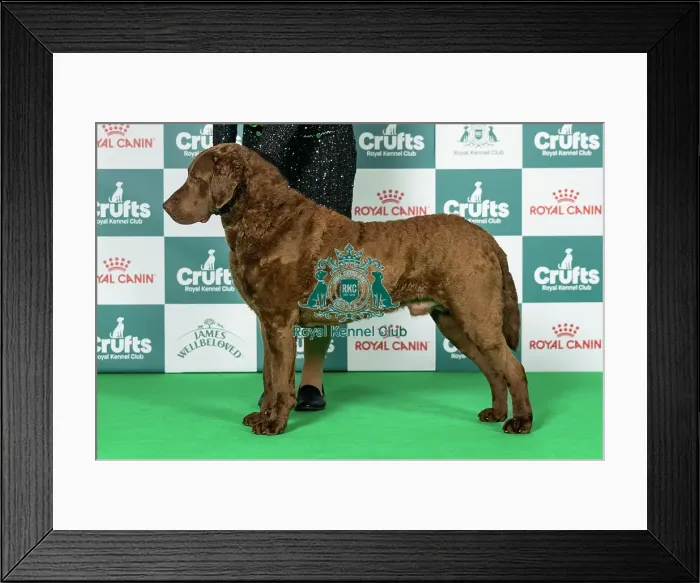 Framed Print : Retriever (Chesapeake Bay) Best of Breed Crufts 2026