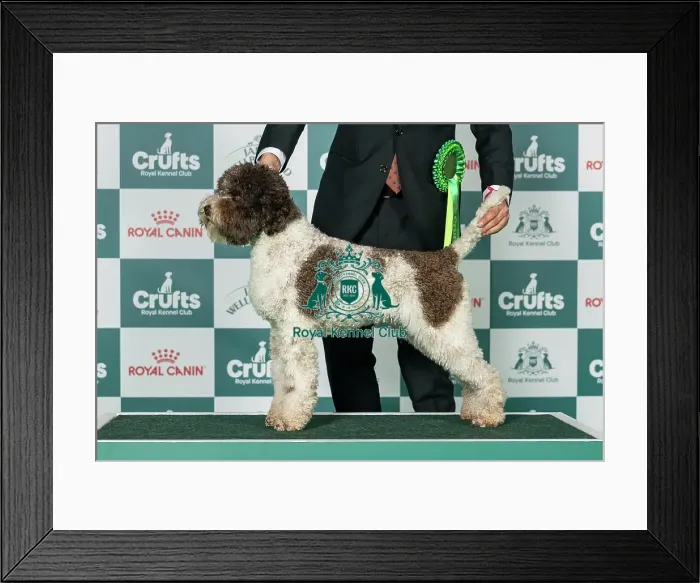 Framed Print : Lagotto Romagnolo Best of Breed Crufts 2026 Framed Print : Lagotto Romagnolo Best of Breed Crufts 2026