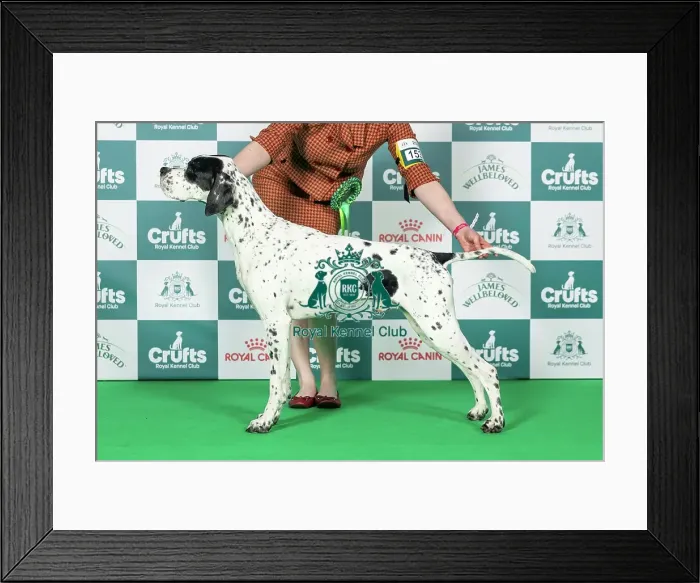 Framed Print : Pointer Best of Breed Crufts 2026 Framed Print : Pointer Best of Breed Crufts 2026