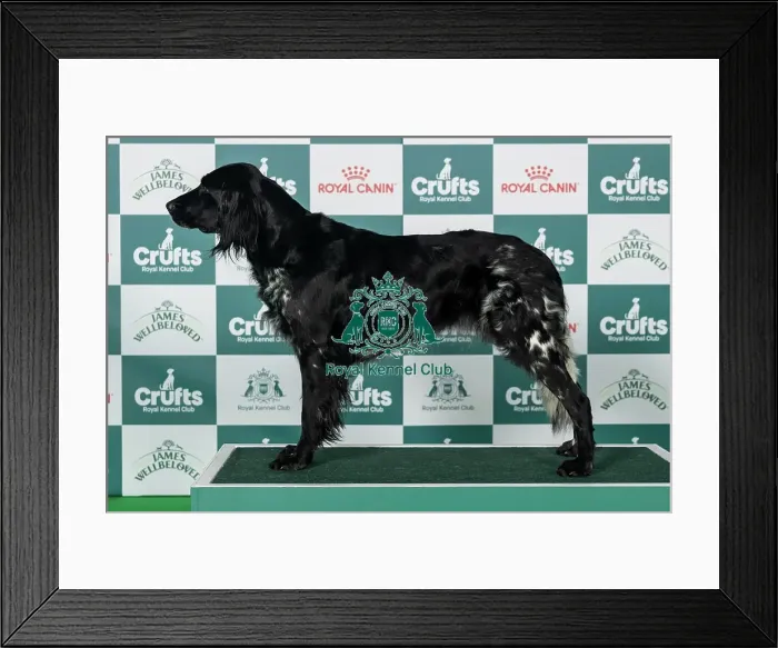 Framed Print : Large Munsterlander Best of Breed Crufts 2026 Framed Print : Large Munsterlander Best of Breed Crufts 2026