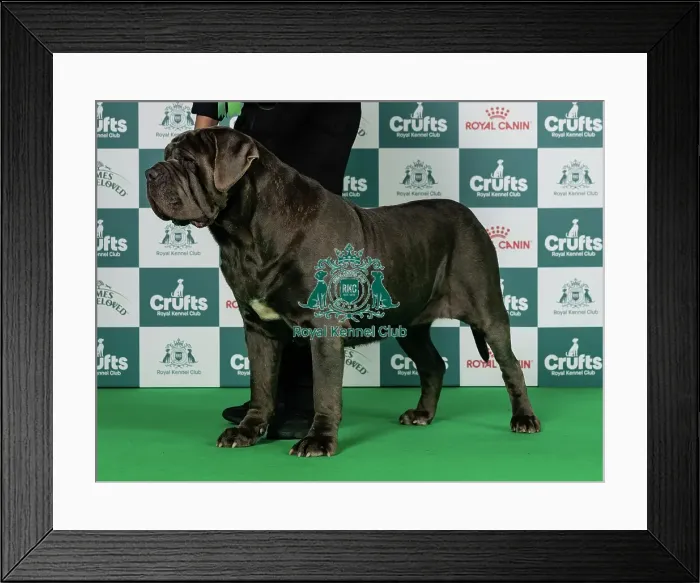 Framed Print : Neapolitan Mastiff Best of Breed Crufts 2026 Framed Print : Neapolitan Mastiff Best of Breed Crufts 2026