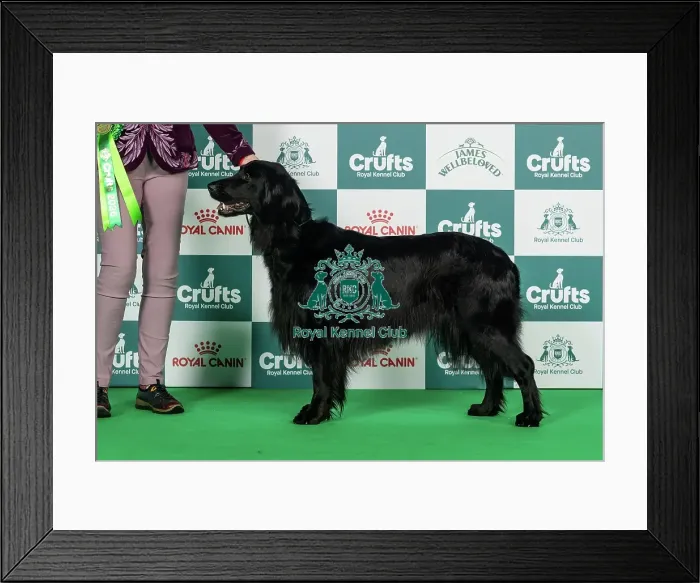 Framed Print : Hovawart Best of Breed Crufts 2026