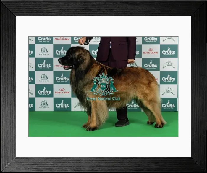 Framed Print : Leonberger Best of Breed Crufts 2026 Framed Print : Leonberger Best of Breed Crufts 2026