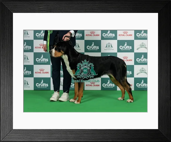 Framed Print : Great Swiss Mountain Dog Best of Breed Crufts 2026 Pl / ch / hu / sk / fi / at Ch Magical Perfection Garanus Jew
