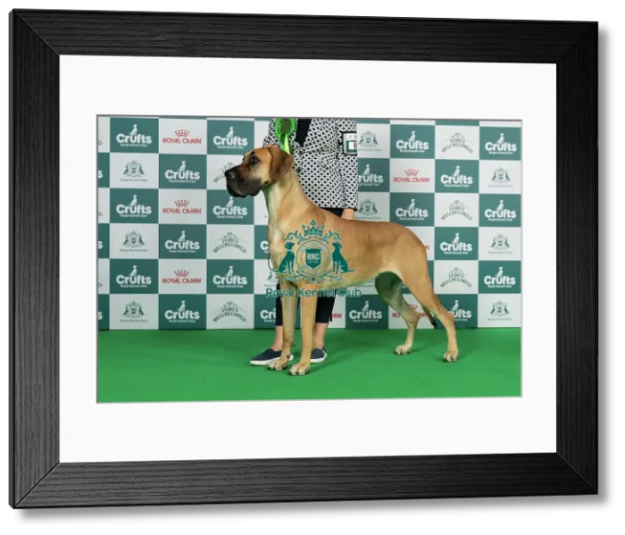 Framed Print : Great Dane Best of Breed Crufts 2026 Ch Goldanias Diva Princess (Mr Mick Stanton) Day 1 - Thursday 5 March 2026 Framed Print : Great Dane Best of Breed Crufts 2026 Ch Goldanias Diva Princess (Mr Mick Stanton) Day 1 - Thursday 5 March 2026