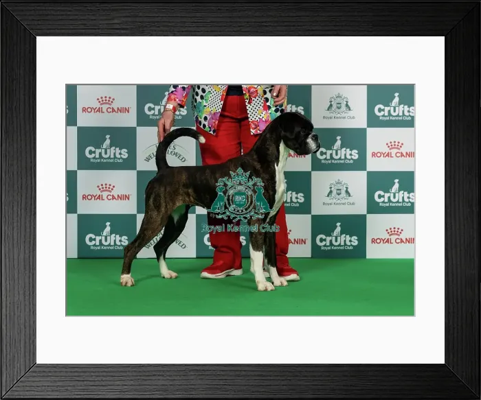 Framed Print : Boxer Best of Breed Crufts 2026 Framed Print : Boxer Best of Breed Crufts 2026