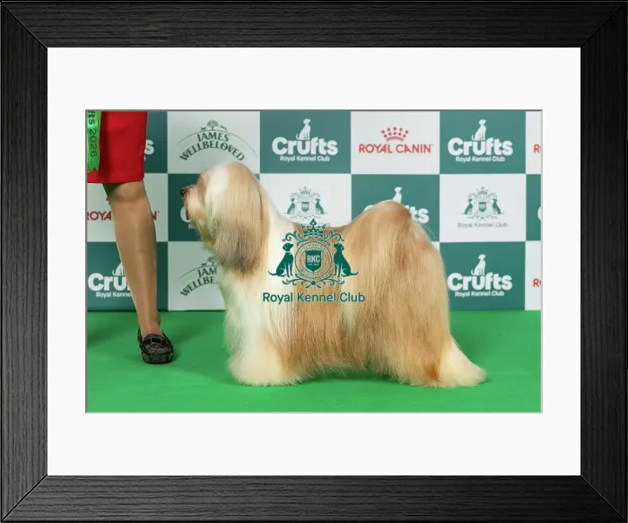 Framed Print : Tibetan Terrier Best of Breed Crufts 2026 Framed Print : Tibetan Terrier Best of Breed Crufts 2026