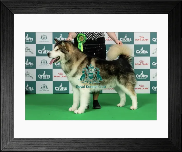 Framed Print : Alaskan Malamute Best of Breed Crufts 2026 Ch Snow Legend Believe in You Cedarcreek JW (Imp Rus) (Mr P & Mrs M Page) Framed Print : Alaskan Malamute Best of Breed Crufts 2026 Ch Snow Legend Believe in You Cedarcreek JW (Imp Rus) (Mr P & Mrs M Page)