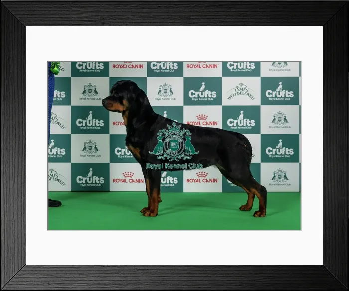 Framed Print : Rottweiler Best of Breed Crufts 2026 Framed Print : Rottweiler Best of Breed Crufts 2026