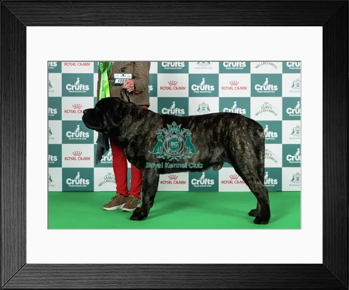 Framed Print : Mastiff Best of Breed Crufts 2026 Framed Print : Mastiff Best of Breed Crufts 2026