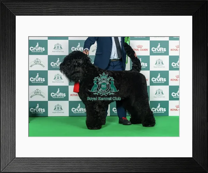 Framed Print : Russian Black Terrier Best of Breed Crufts 2026 Framed Print : Russian Black Terrier Best of Breed Crufts 2026