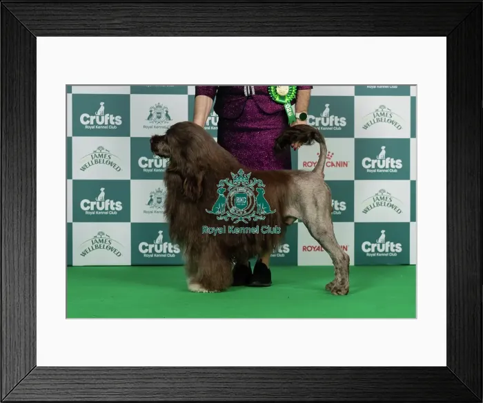 Framed Print : Portuguese Water Dog Best of Breed Crufts 2026 Framed Print : Portuguese Water Dog Best of Breed Crufts 2026