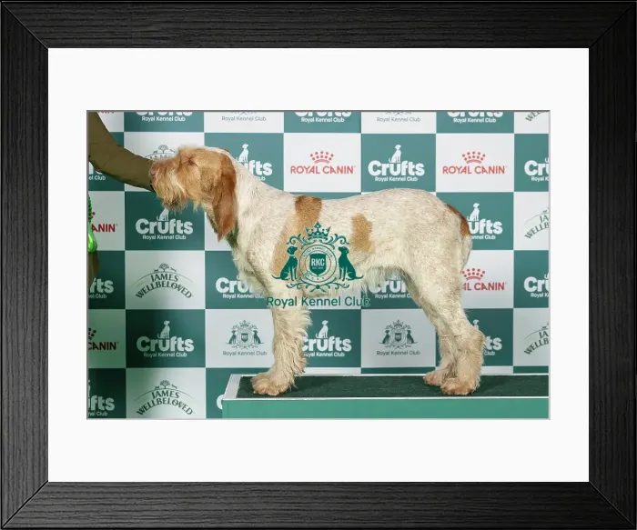 Framed Print : Italian Spinone Best of Breed Crufts 2026 Framed Print : Italian Spinone Best of Breed Crufts 2026