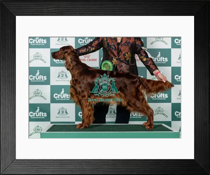 Framed Print : Irish Setter Best of Breed Crufts 2026 Framed Print : Irish Setter Best of Breed Crufts 2026