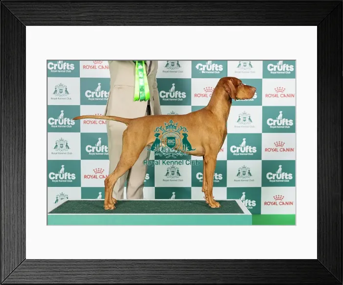 Framed Print : Hungarian Vizsla Best of Breed Crufts 2026 Framed Print : Hungarian Vizsla Best of Breed Crufts 2026