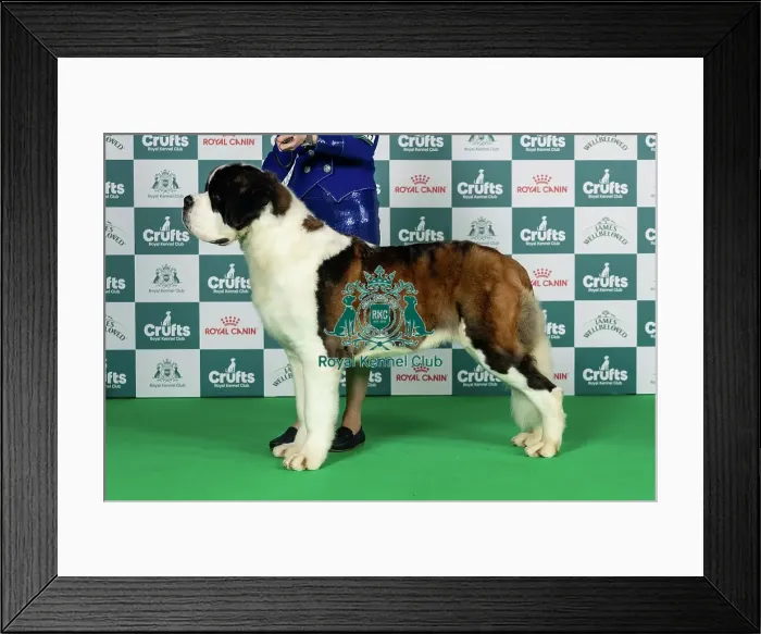 Framed Print : St Bernard Best of Breed Crufts 2026 Framed Print : St Bernard Best of Breed Crufts 2026
