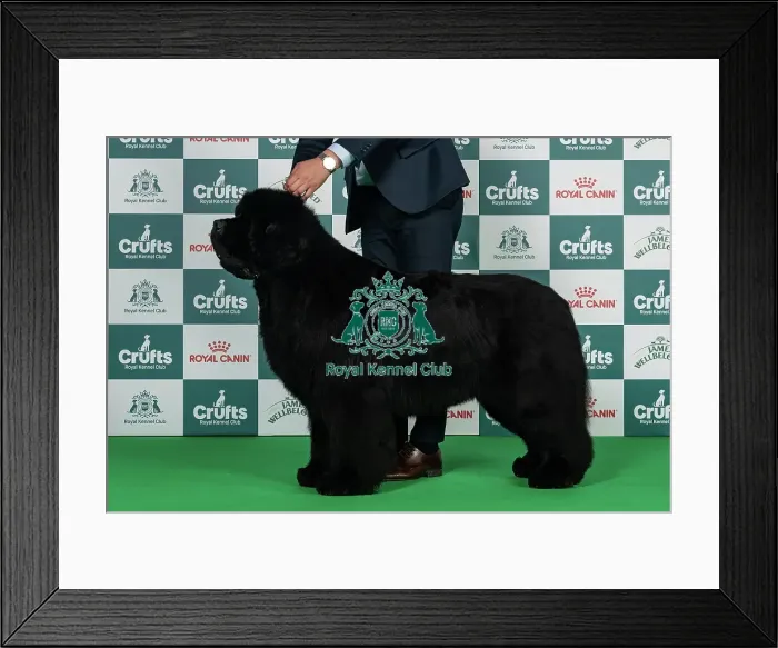 Framed Print : Newfoundland Best of Breed Crufts 2026 Framed Print : Newfoundland Best of Breed Crufts 2026