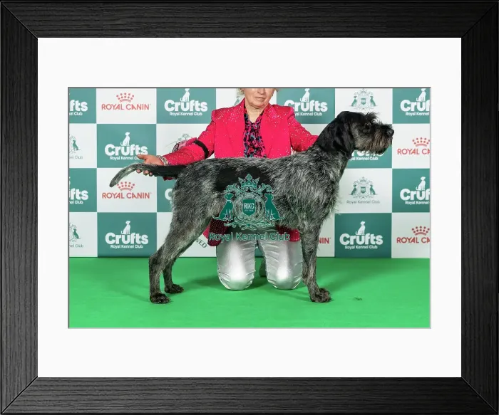 Framed Print : German Wirehaired Pointer Best of Breed Crufts 2026 Framed Print : German Wirehaired Pointer Best of Breed Crufts 2026