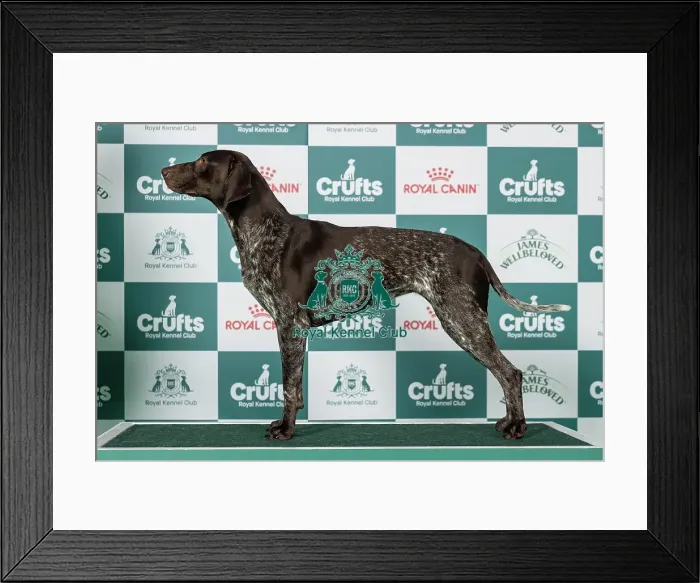 Framed Print : German Shorthaired Pointer Best of Breed Crufts 2026 Framed Print : German Shorthaired Pointer Best of Breed Crufts 2026