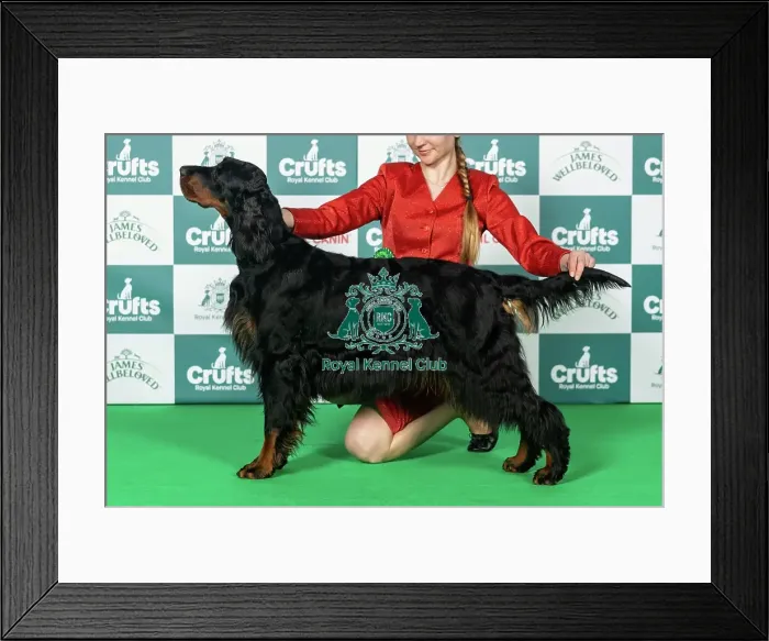 Framed Print : Gordon Setter Best of Breed Crufts 2026 Framed Print : Gordon Setter Best of Breed Crufts 2026