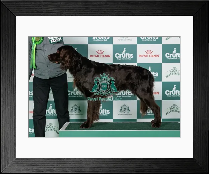 Framed Print : German Longhaired Pointer Best of Breed Crufts 2026 Framed Print : German Longhaired Pointer Best of Breed Crufts 2026
