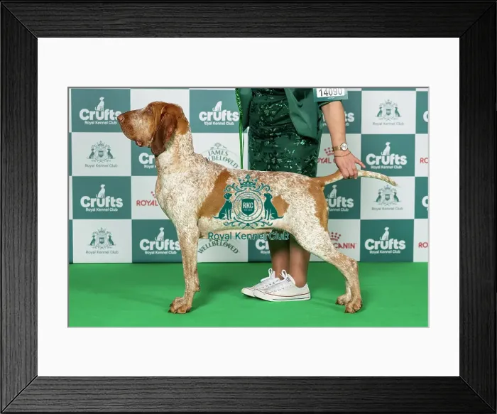 Framed Print : Bracco Italiano Best of Breed Crufts 2026 Framed Print : Bracco Italiano Best of Breed Crufts 2026