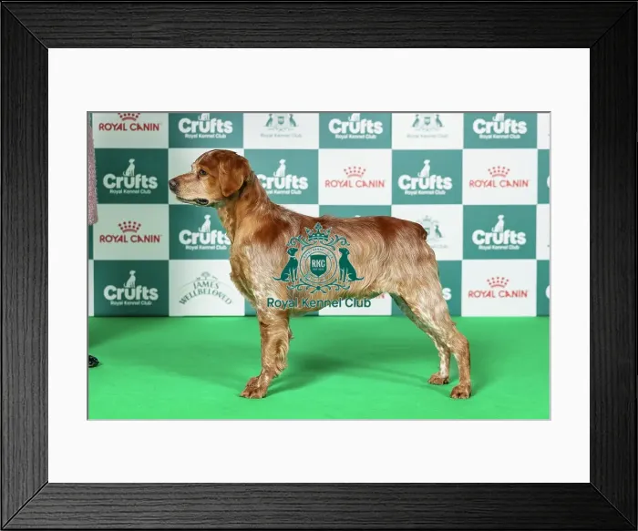 Framed Print : Brittany Best of Breed Crufts 2026 Framed Print : Brittany Best of Breed Crufts 2026