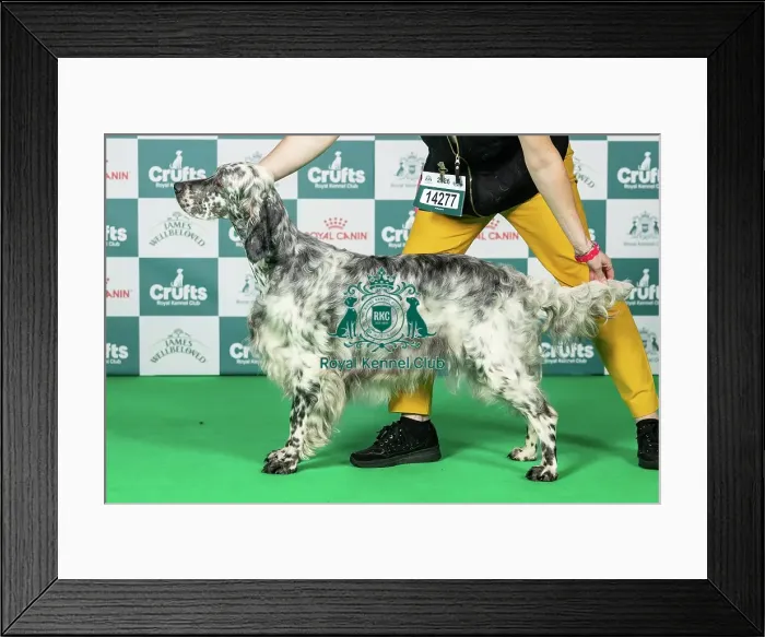 Framed Print : English Setter Best of Breed Crufts 2026 Framed Print : English Setter Best of Breed Crufts 2026