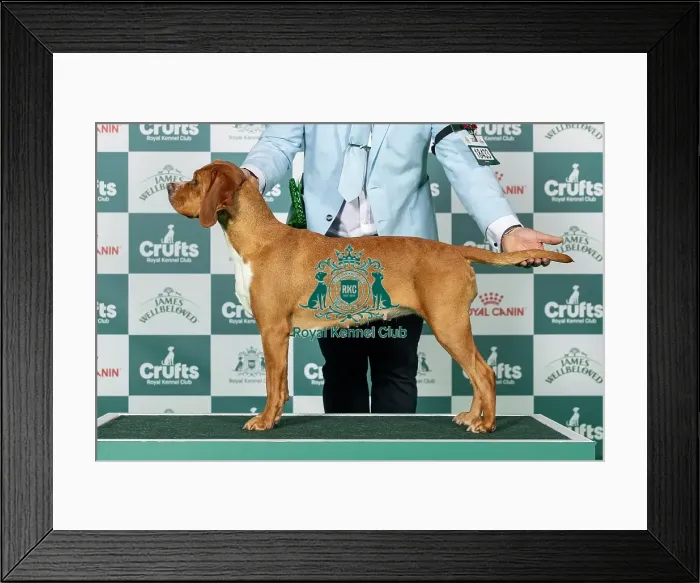 Framed Print : Portuguese Pointer Best of Breed Crufts 2026 Swiss Sh Ch Fabpoint Pagan Through Pointoak Ww23 (Imp Prt) (Mr M W Taylor) Framed Print : Portuguese Pointer Best of Breed Crufts 2026 Swiss Sh Ch Fabpoint Pagan Through Pointoak Ww23 (Imp Prt) (Mr M W Taylor)