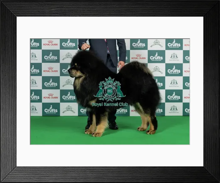 Framed Print : Tibetan Mastiff Best of Breed Crufts 2026 Framed Print : Tibetan Mastiff Best of Breed Crufts 2026