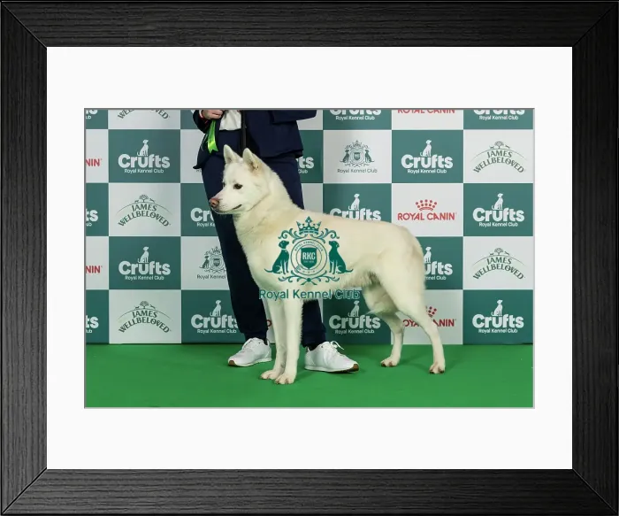Framed Print : Siberian Husky Best of Breed Crufts 2026 Framed Print : Siberian Husky Best of Breed Crufts 2026