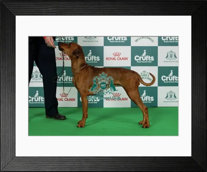 Framed Print : German Pinscher Best of Breed Crufts 2026 Framed Print : German Pinscher Best of Breed Crufts 2026