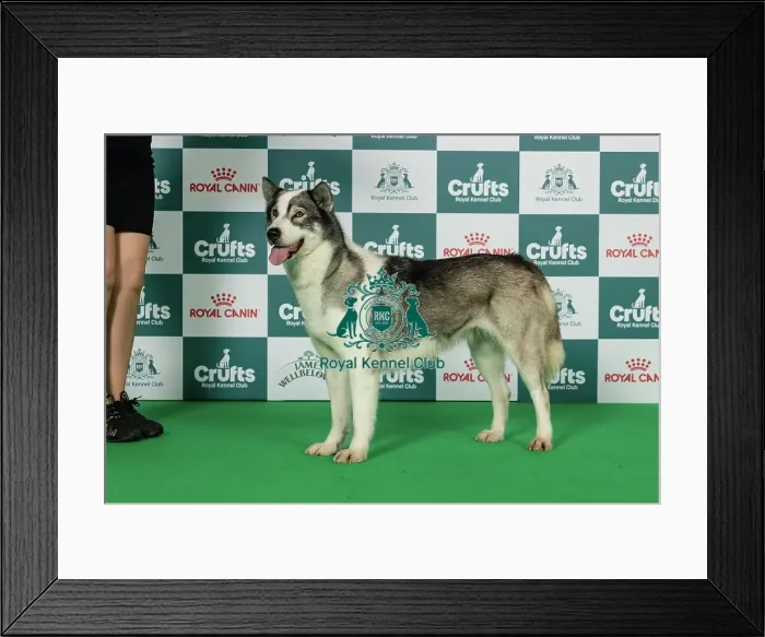 Framed Print : Greenland Dog Best of Breed Crufts 2026 Multi Ch Suna-Sanik's Freidige Alice Av Fenrirkin (Imp Nor) Framed Print : Greenland Dog Best of Breed Crufts 2026 Multi Ch Suna-Sanik's Freidige Alice Av Fenrirkin (Imp Nor)