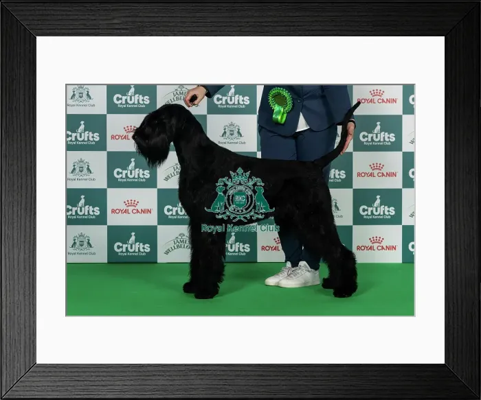 Framed Print : Giant Schnauzer Best of Breed Crufts 2026 Framed Print : Giant Schnauzer Best of Breed Crufts 2026