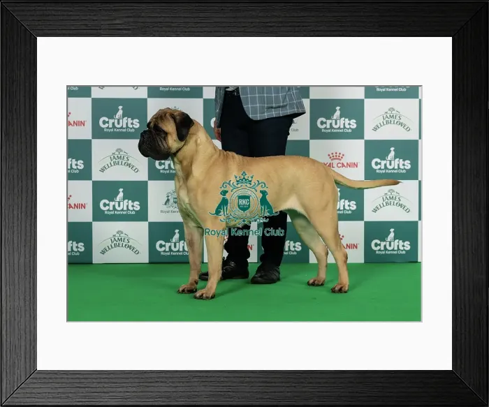 Framed Print : Bullmastiff Best of Breed Crufts 2026 Int / nl / bel Ch Paris De L'arche Des Loups Anges avec Optimus (Imp Fra) Framed Print : Bullmastiff Best of Breed Crufts 2026 Int / nl / bel Ch Paris De L'arche Des Loups Anges avec Optimus (Imp Fra)